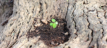 Do you identify as a Systems Thinker