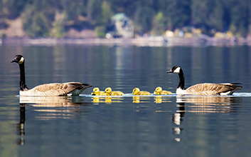 It takes a village to raise a systems thinker